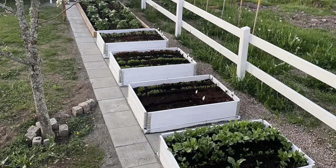 Rad med vita pallkragar fyllda med grönsaker och perenner. En vit staketlinje löper längs med trädgården.