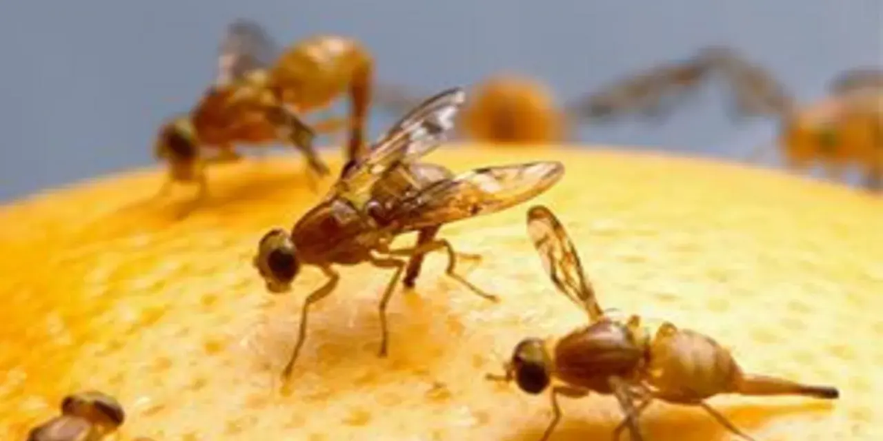 Moscas de la fruta sobre una naranja, un problema que requiere un tratamiento para la mosca de la naranja.