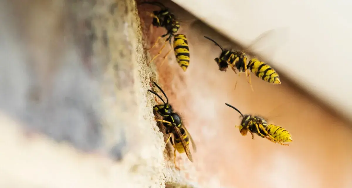 Avispas de cerca, con sus rayas amarillas y negras, se posan y vuelan cerca de una pared de ladrillos.