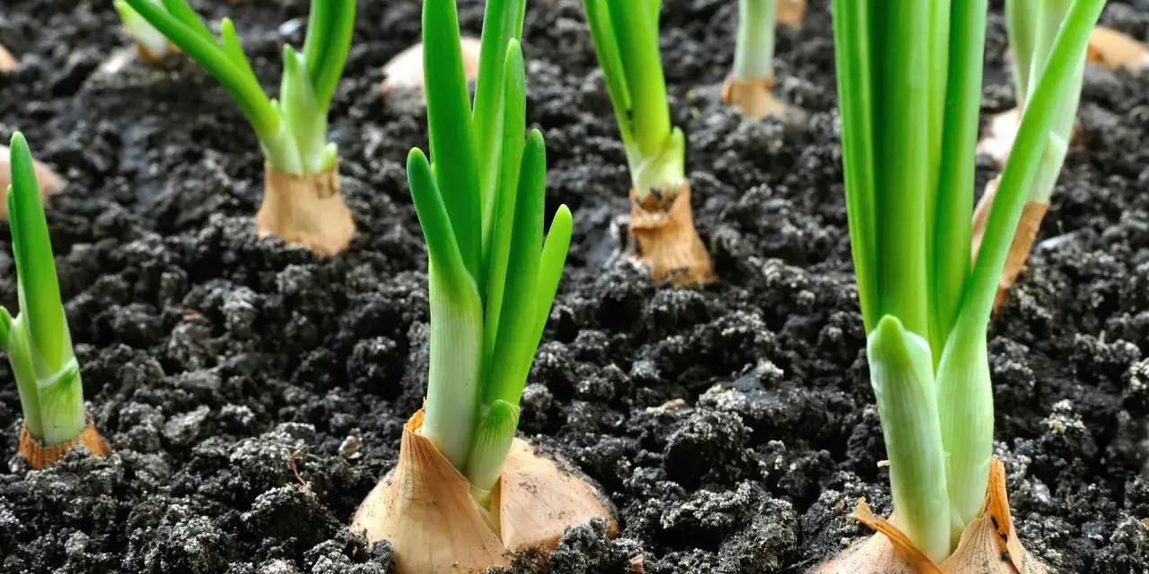 Germogli verdi spuntano dal terreno scuro, segno che è il momento di piantare cipolle.