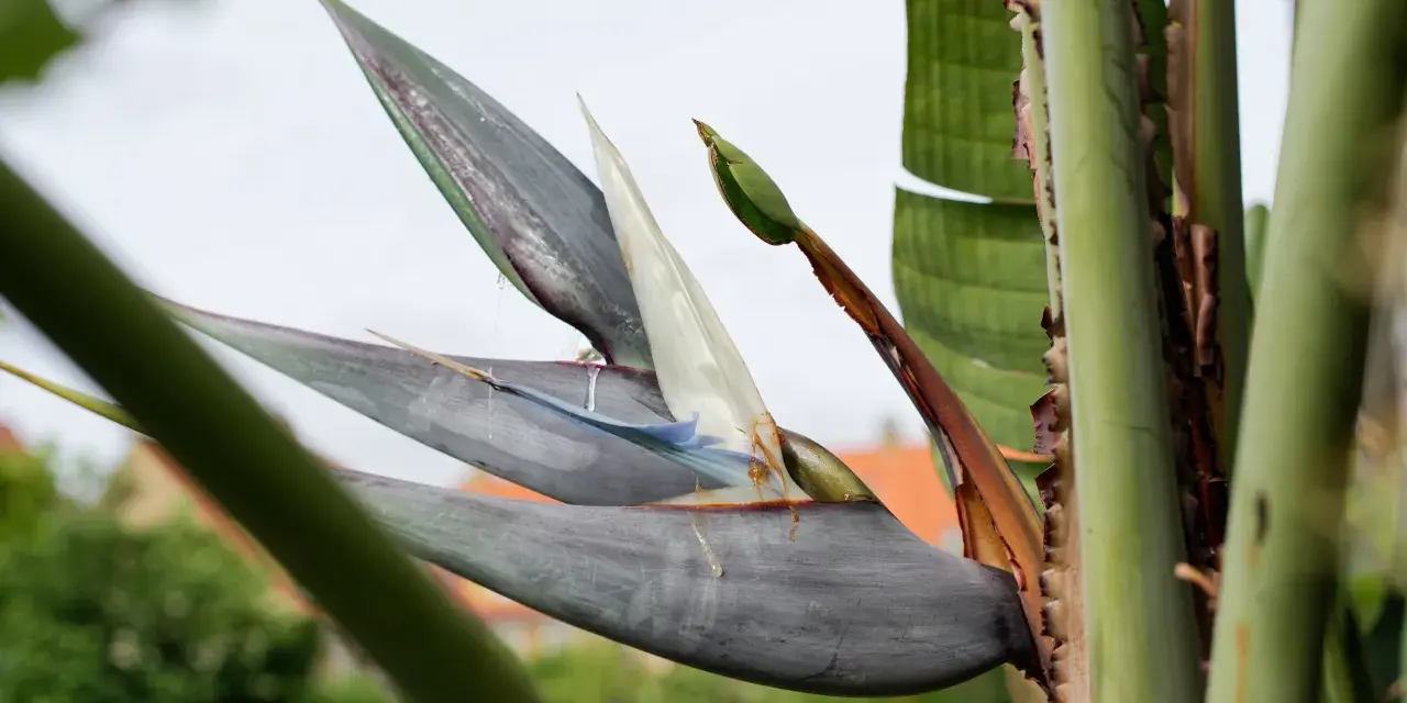 En Strelitzia Nicolai, även kallad paradisfågelblomma, med sina grågröna blad och vita blommor, reser sig mot en ljus himmel.