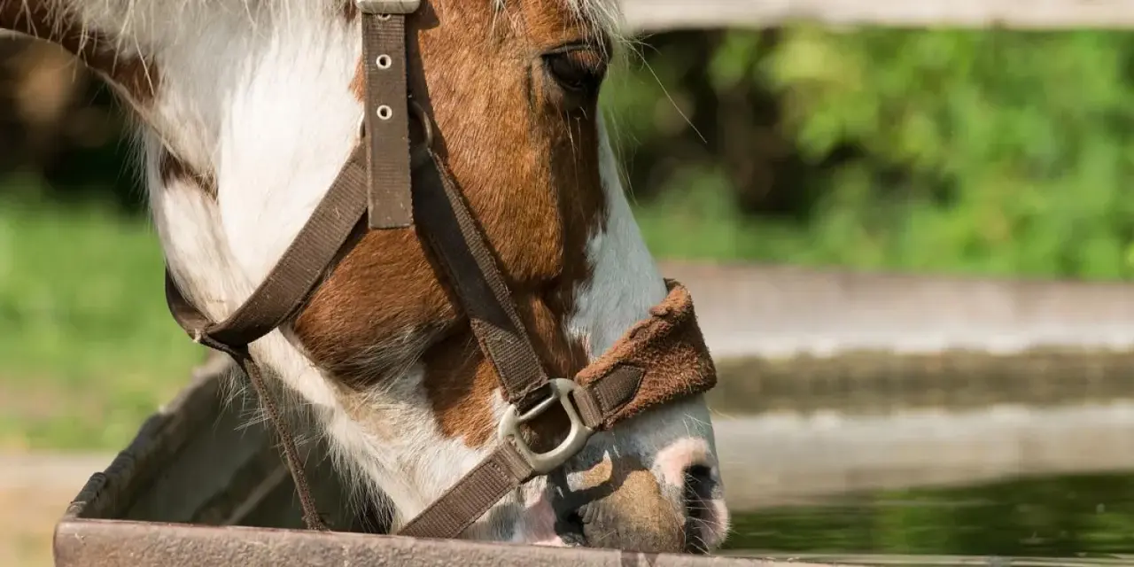 Un cheval boit dans un abreuvoir. La chaleur estivale rend l'eau fraîche bienvenue pour réguler la température du cheval.