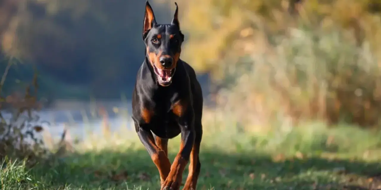 Czarny doberman amerykański biegnie przez trawiasty teren, z otwartym pyskiem i radosnym wyrazem pyska.