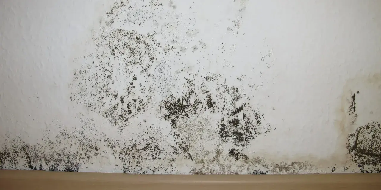 Schimmel im Treppenhaus breitet sich an der weißen Wand aus. Dunkle Flecken und Sporen bedecken den unteren Bereich, ein deutliches Zeichen für Feuchtigkeitsprobleme.
