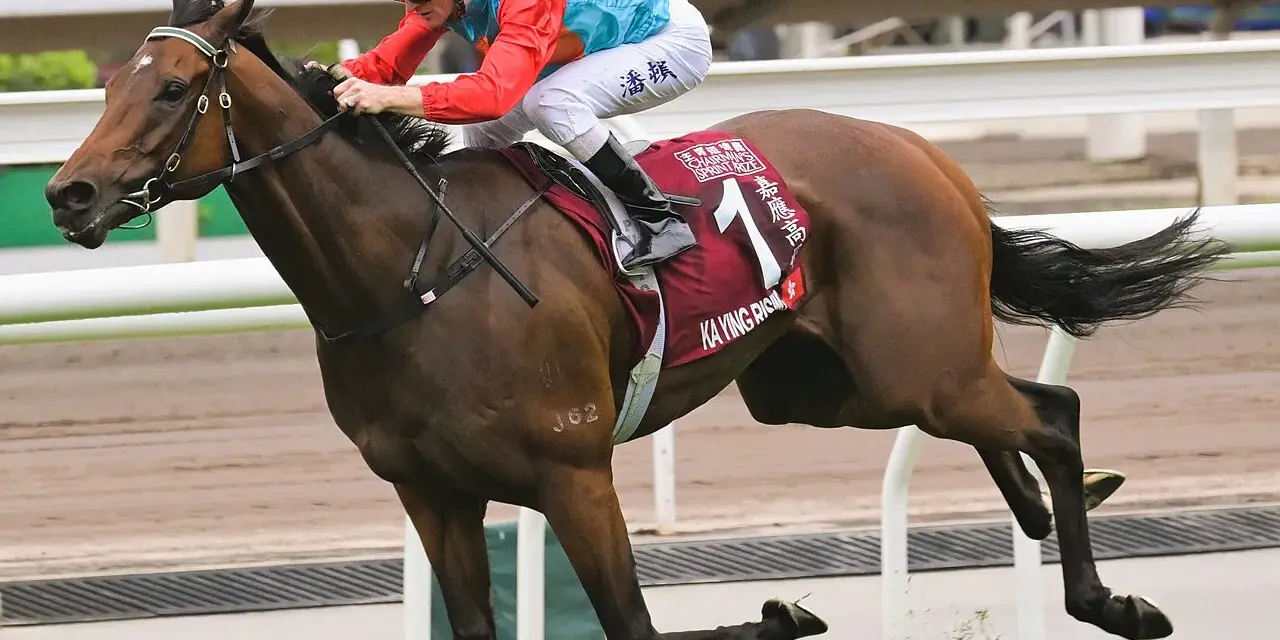 Un jockey sur un cheval brun, portant la casaque "KA YING RISING", participe à une course. Ces chevaux connus sont des athlètes d'exception.