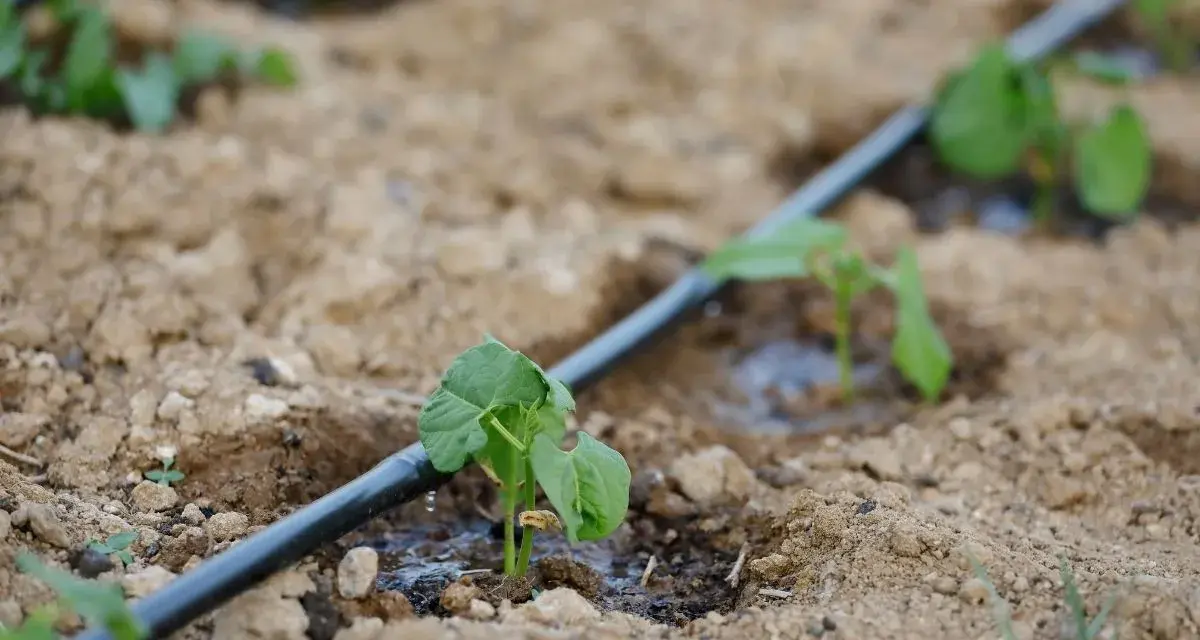 Młode rośliny otrzymują wodę dzięki systemowi **podlewania kropelkowego**. Woda powoli sączy się z rury, nawadniając glebę wokół korzeni.