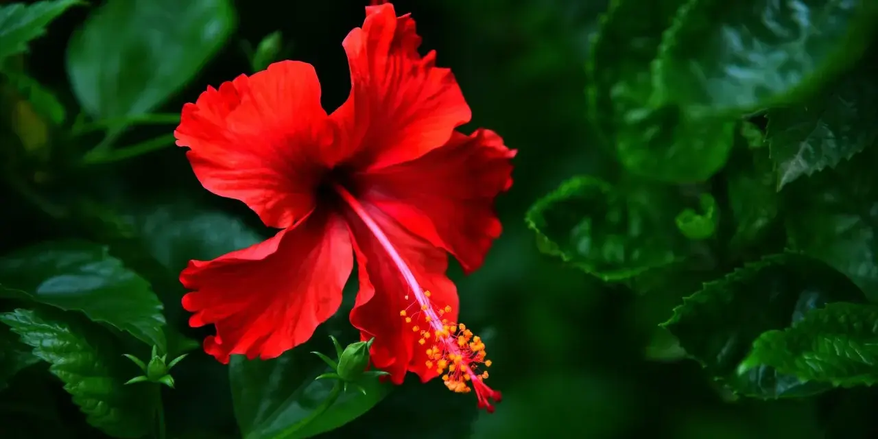 Une fleur d'hibiscus rouge vif s'épanouit, ses pétales délicats contrastant avec le feuillage vert profond. Une belle exposition hibiscus.