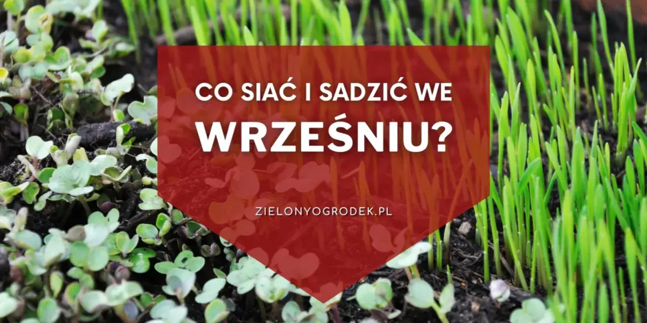 Młode kiełki i trawa na ziemi. Napis: "Co siać i sadzić we wrześniu?". Idealny czas na jesienne plony.