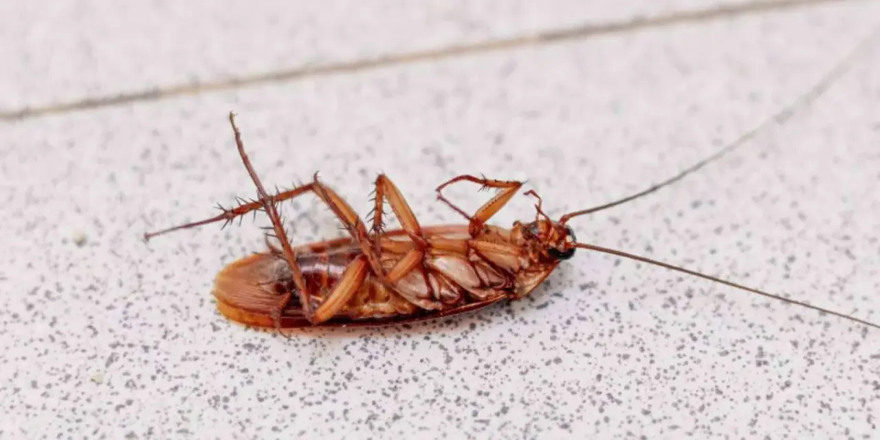 Cucaracha muerta boca arriba sobre una superficie con textura.