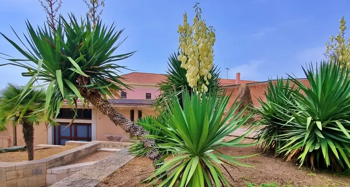 Juka karolińska w donicy, z pnącym pniem i kremowymi kwiatami, rośnie obok palm na tle różowego budynku.