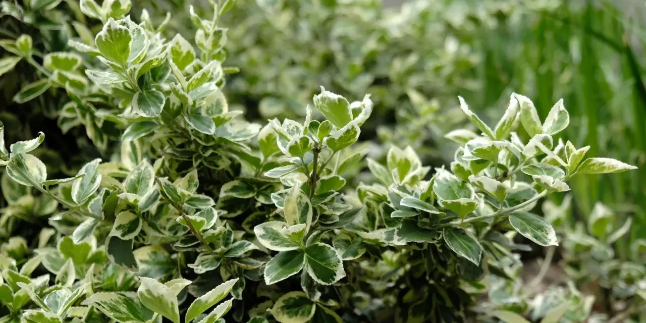 Immergrüner Bodendecker mit weiß-grünen Blättern, ideal für schattige Bereiche im Garten.