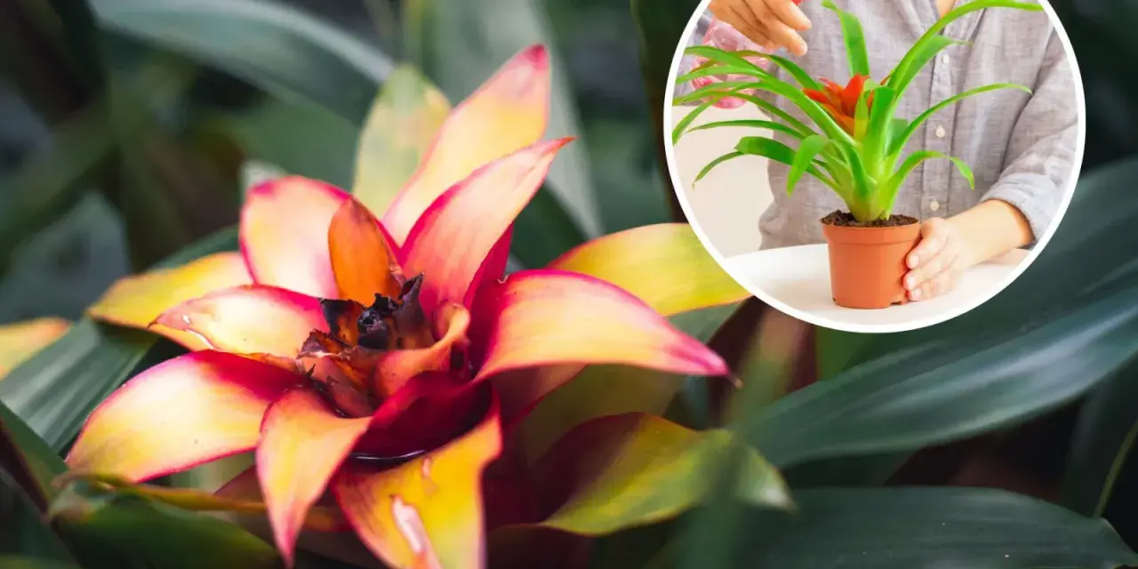 Kwiat bromelia w pełnym rozkwicie, z ognistymi płatkami. W okręgu widać dłonie spryskujące mniejszą bromelię.