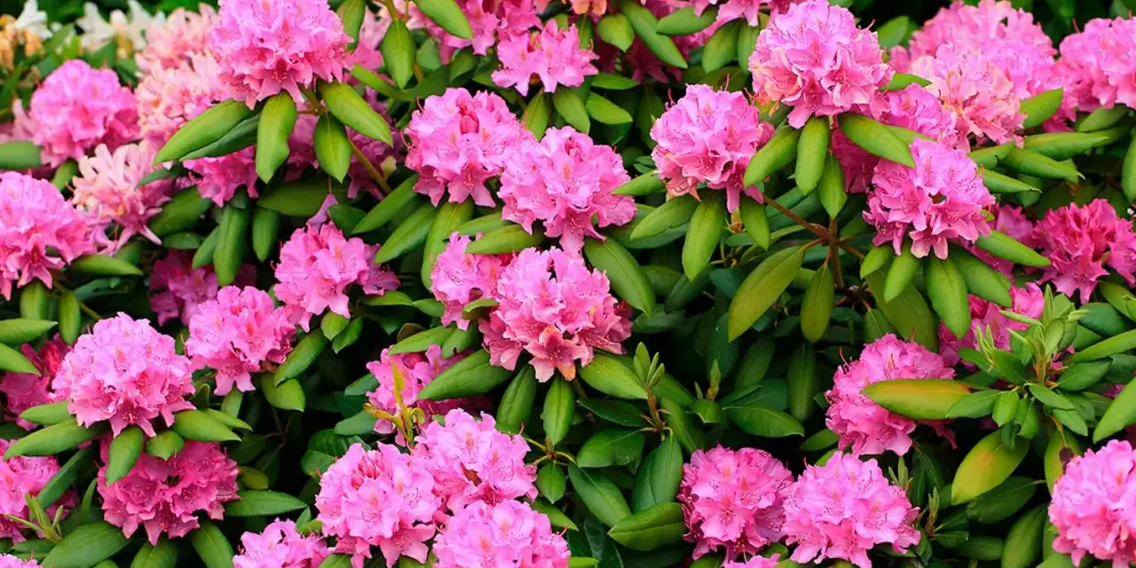 En frodig buske med rosa rhododendronblommor i full blom. Perfekt för att plantera rhododendron i din trädgård för en färgklick.