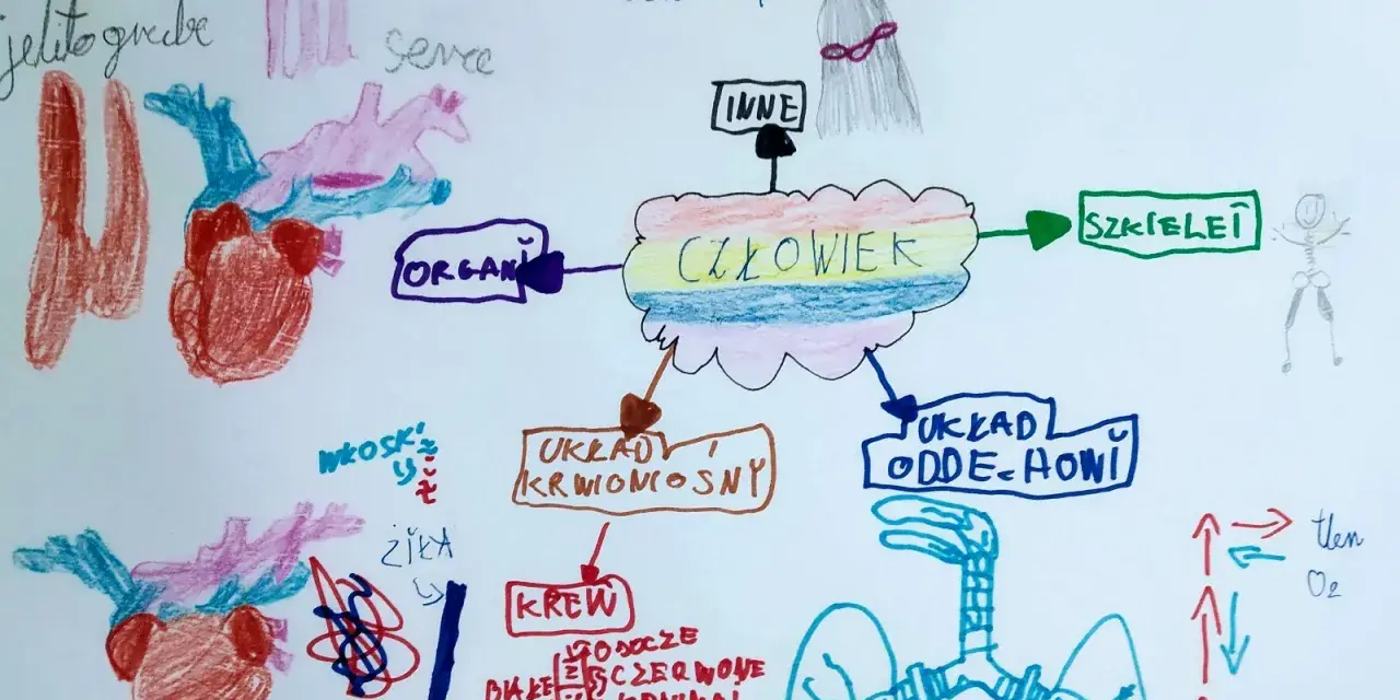 Dziecięcy autorski program nauczania przykład: schemat ciała człowieka z organami, układami i ich funkcjami.