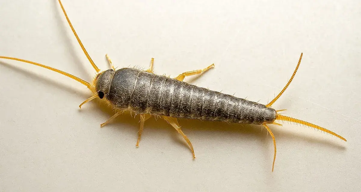 Un pececillo de plata, insecto plateado con antenas largas. Aprende pececillos de plata como eliminarlos de tu hogar.