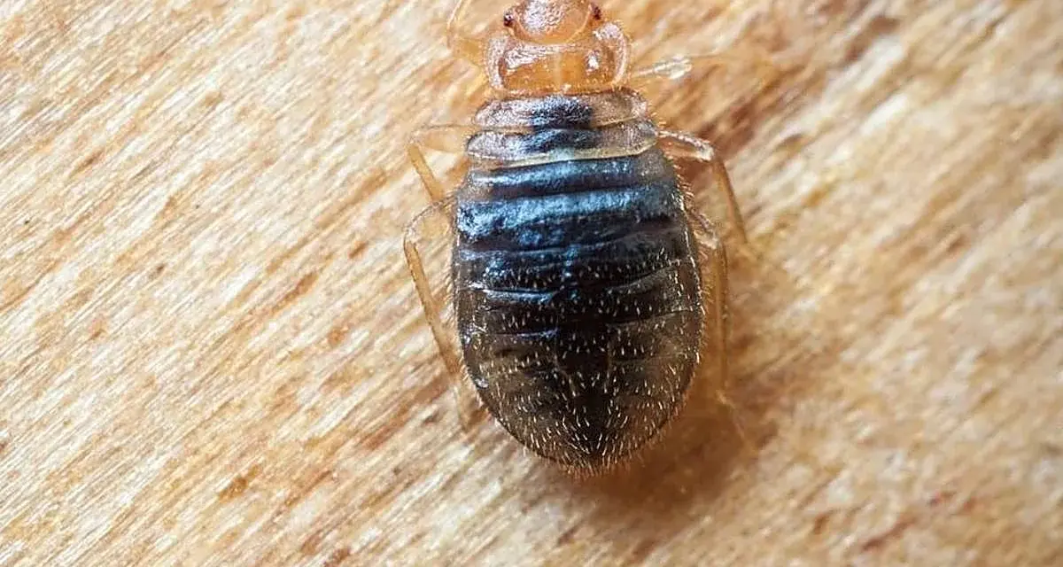 Un primer plano de una chinche de cama, un insecto parásito que se alimenta de sangre humana.