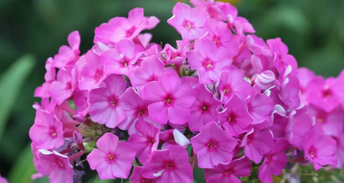 Ein Strauß leuchtend pinker Phloxblüten, bereit zum phlox schneiden, blüht üppig vor einem unscharfen grünen Hintergrund mit gelben Akzenten.