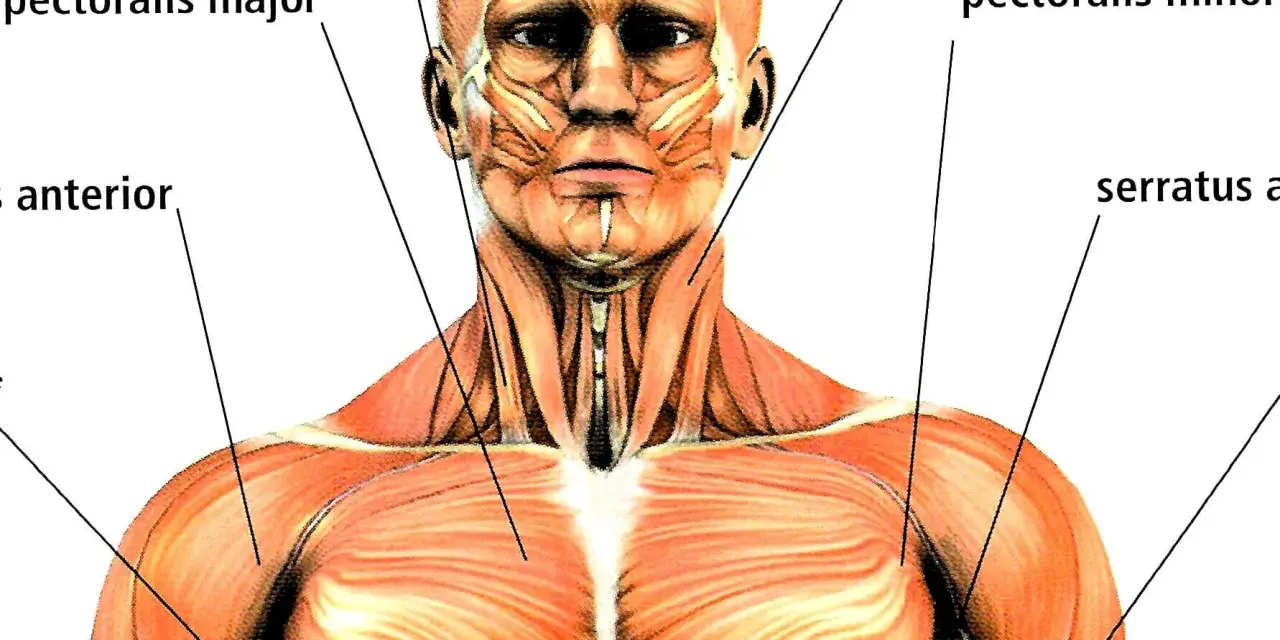 Muskelanatomi: detaljerad bild av bröstmuskler, axlar och ansiktets chins muskler.
