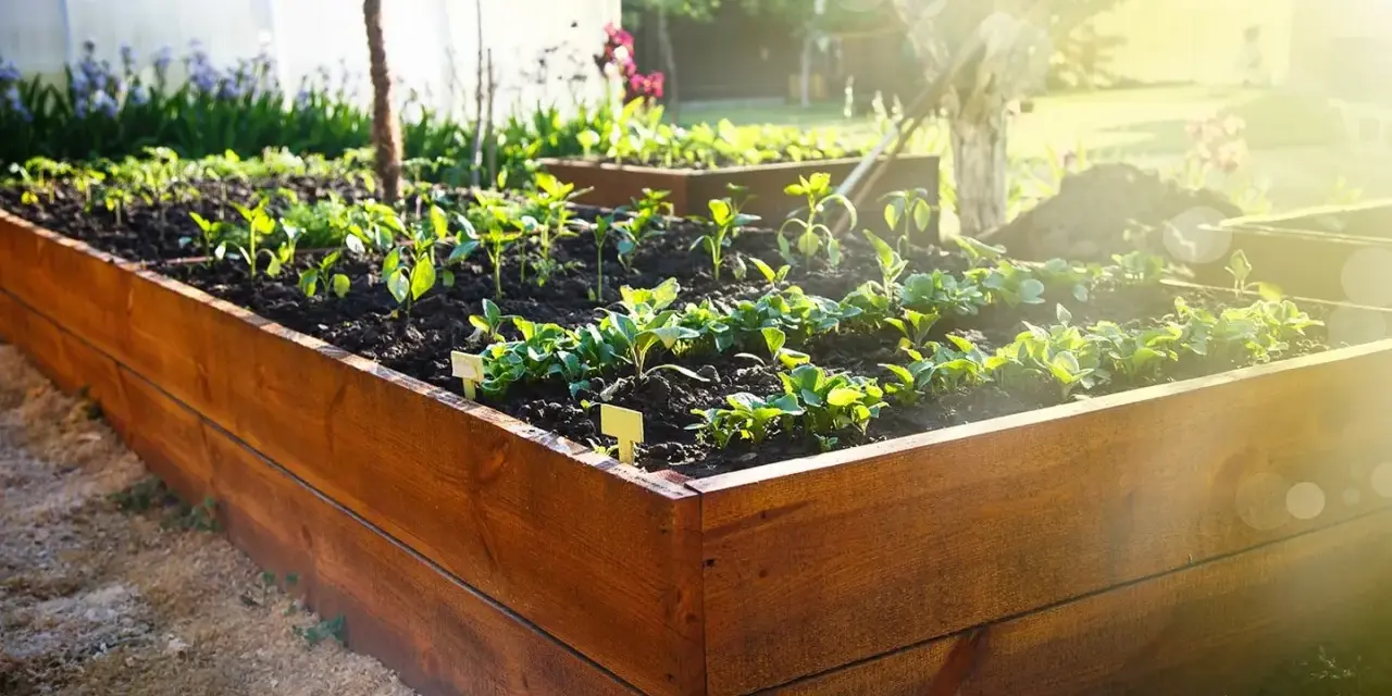 Wooden raised garden bed plans are coming to life with young plants thriving in the sun.