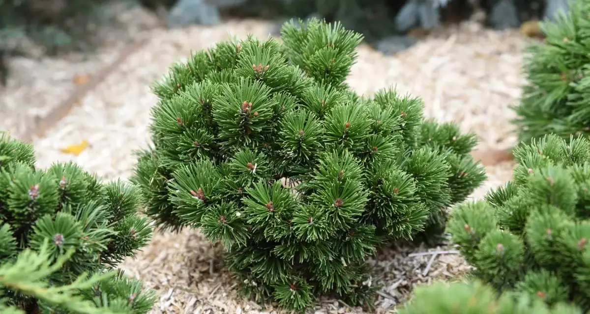 Niskie iglaki do ogrodu, gęste, zielone krzewy sosny o zwartej budowie, idealne do każdego ogrodu.