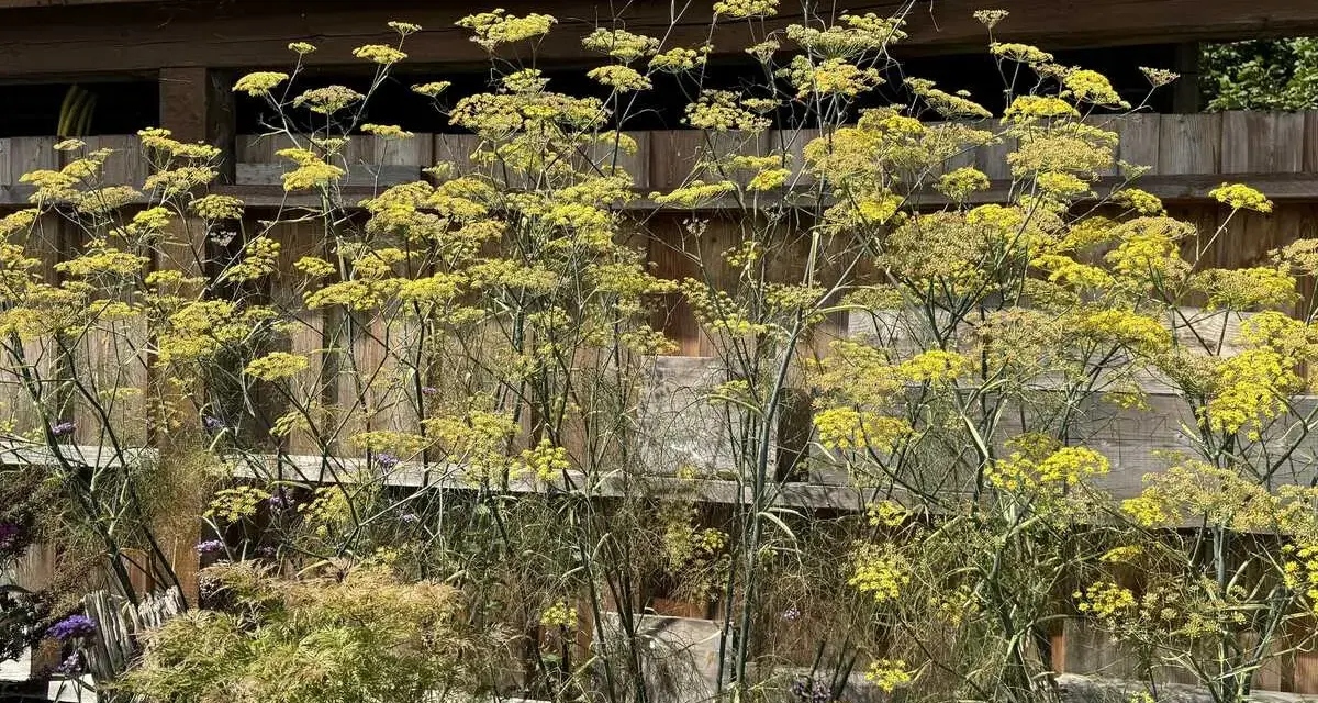 Hoher bronzefenchel mit gelben Blüten vor einer Holzfassade. Der Standort ist sonnig und geschützt.