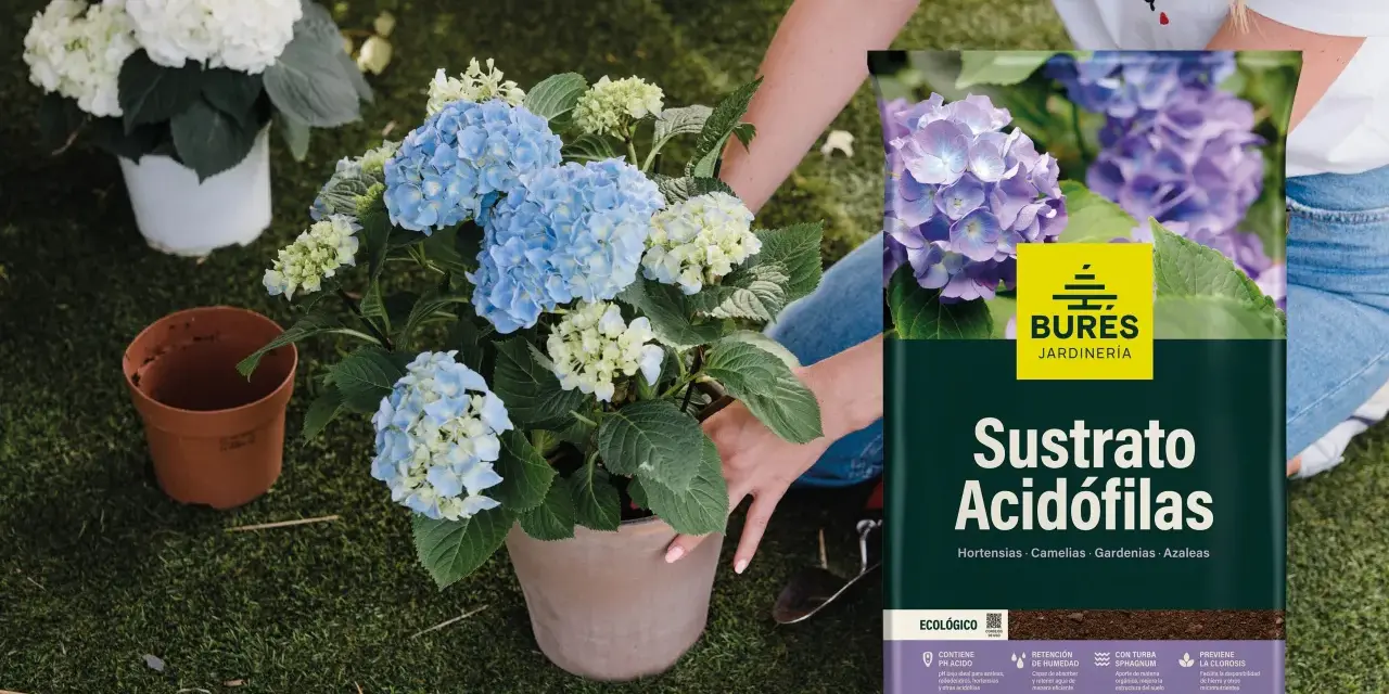 Manos cuidando hortensias azules y blancas. Al lado, un saco de sustrato para plantas acidófilas, ideal para hortensias.