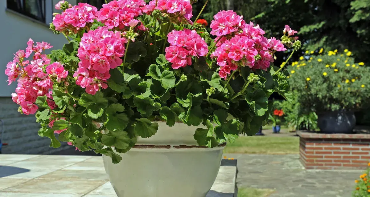 Kwitnące pelargonie w donicy, różne rodzaje pelargonii zachwycają intensywnym różem.