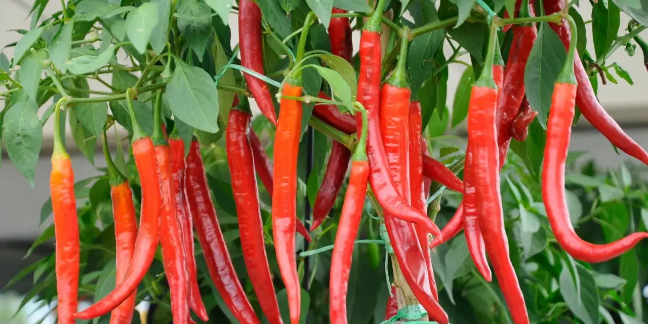 Reife, rote Peperoni-Pflanzen hängen üppig an grünen Stielen. Die scharfen Früchte sind bereit für die Ernte.