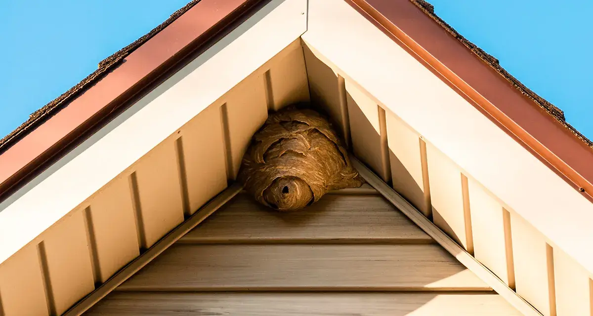Ett stort getingbo har byggts i hörnet av ett hus, under takfoten.