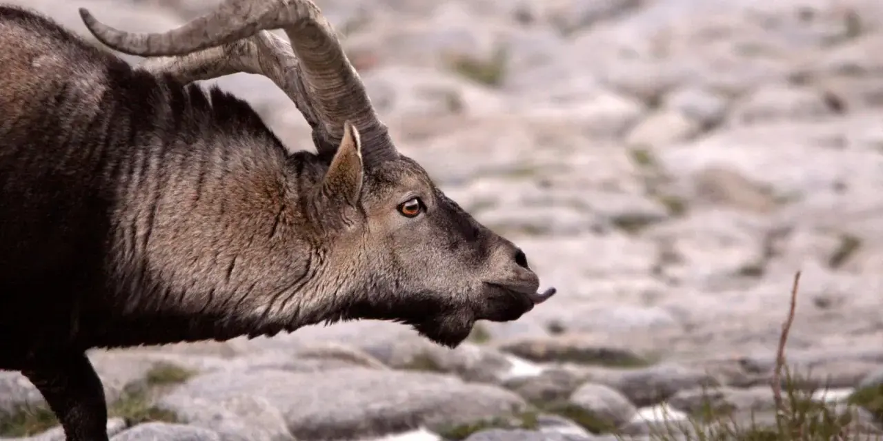 Un íbice con cuernos curvos, un ejemplo de animales que se adaptan al medio, camina sobre rocas.