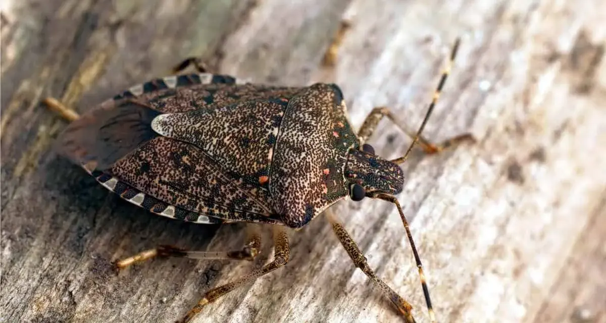 La cimice asiatica, un insetto problematico per l'agricoltura, mostra la sua corazza maculata. Scopri i rimedi per combatterla.