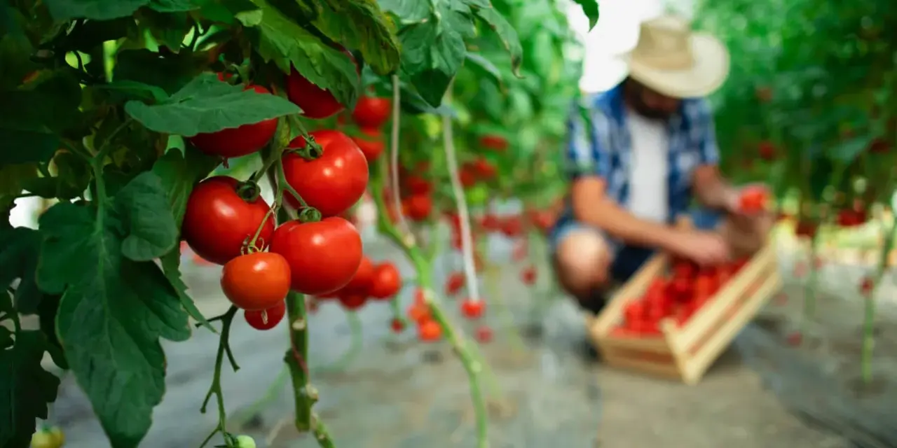Tomates rojos maduros en una planta, con un agricultor recogiendo más en el fondo. La tierra de diatomeas ayuda a que los tomates crezcan sanos.
