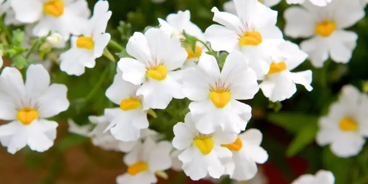 Vackra vita blommor med gula centra, en klassisk nemesia svenskt namn, som sprider glädje i trädgården.