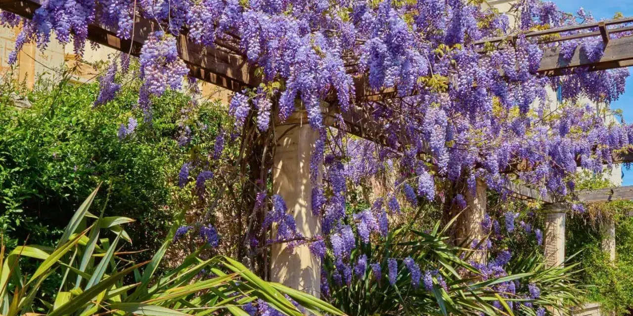 Üppige, winterharte Kletterpflanzen mit violetten Blüten hängen von einer Pergola über einem Teich.
