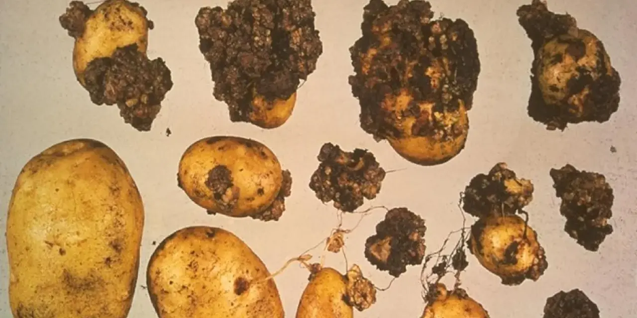 Patate con escrescenze scure e irregolari, sintomo di gravi malattie patate. Alcune sono sane, altre gravemente colpite.