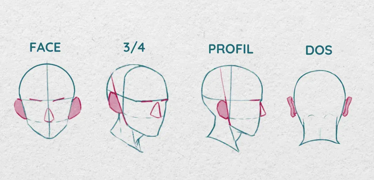 Étude de la tête : comment dessiner une oreille de face, de trois quarts, de profil et de dos.