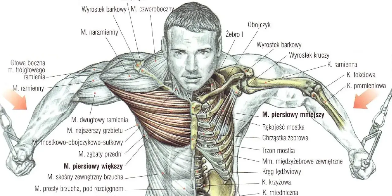 Anatomia klatki piersiowej z zaznaczonymi mięśniami piersiowymi, naramiennymi i międzyżebrowymi.