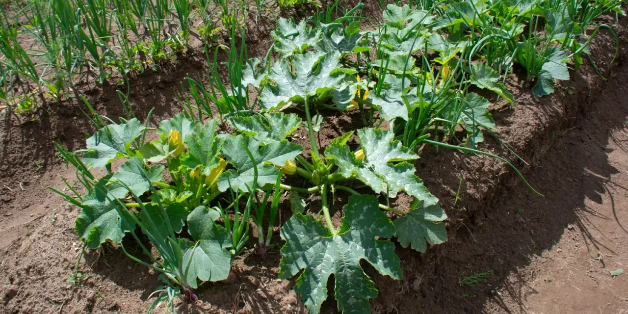 Zucchini und Paprika wachsen nebeneinander im Garten. Grüne Zucchinipflanzen mit gelben Blüten und Zwiebeln im Hintergrund.