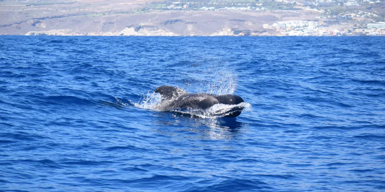Un calderón pez emerge del agua azul, salpicando y mostrando su aleta dorsal.