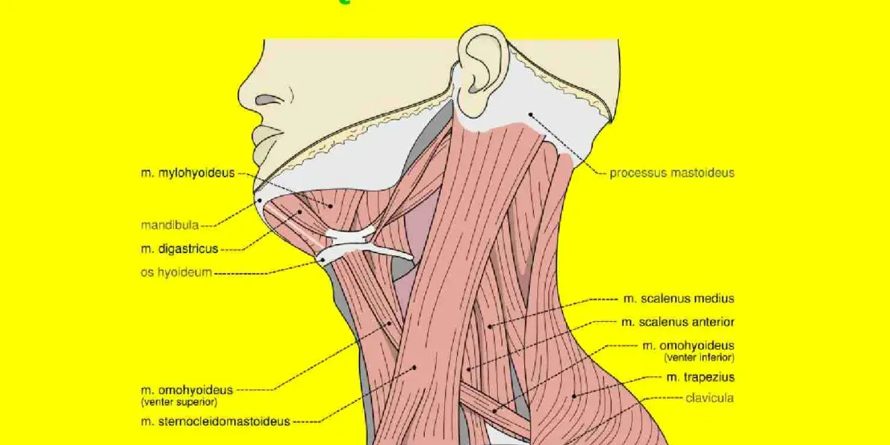 Anatomia szyi: mięśnie pochyłe (scaleni) i inne mięśnie szyi, w tym m. mostkowo-obojczykowo-sutkowy i m. czworoboczny.