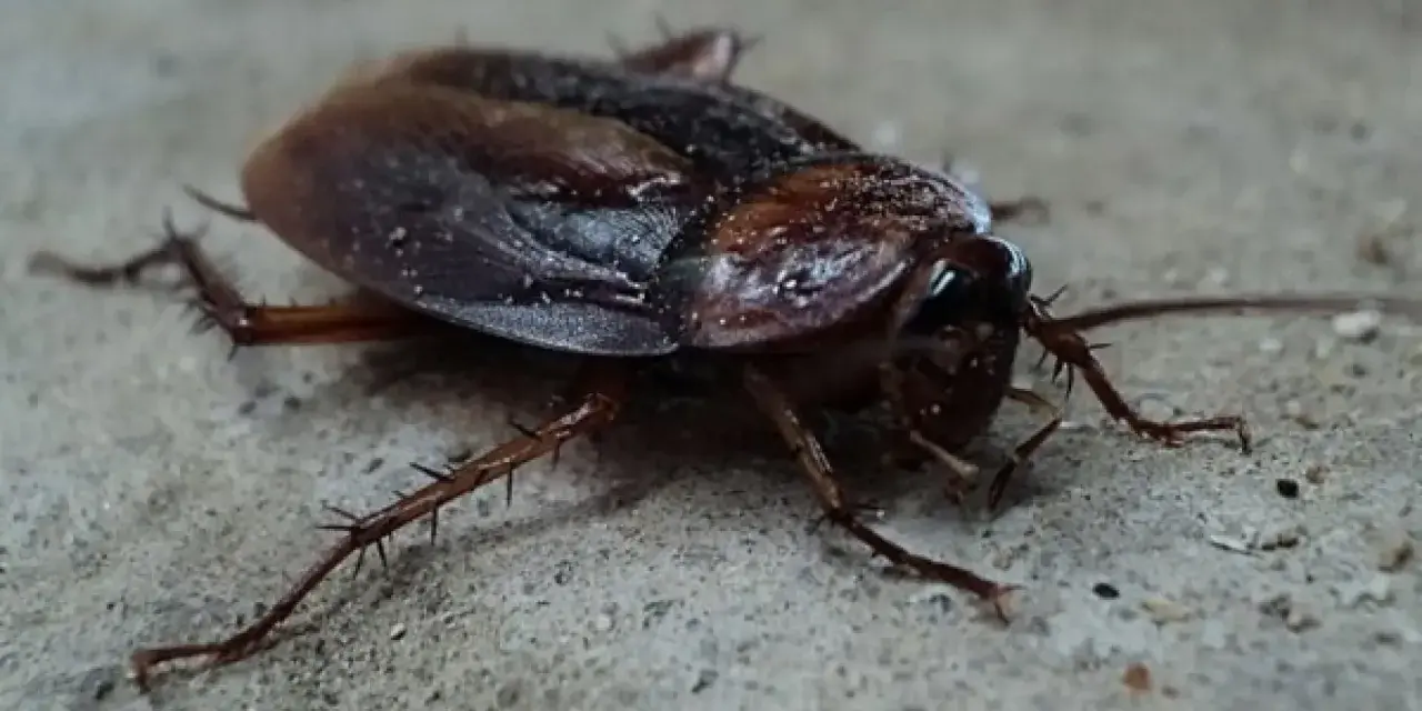 Una cucaracha de color marrón oscuro, con patas espinosas, se arrastra sobre una superficie de cemento. Parece que es la época de cucarachas.