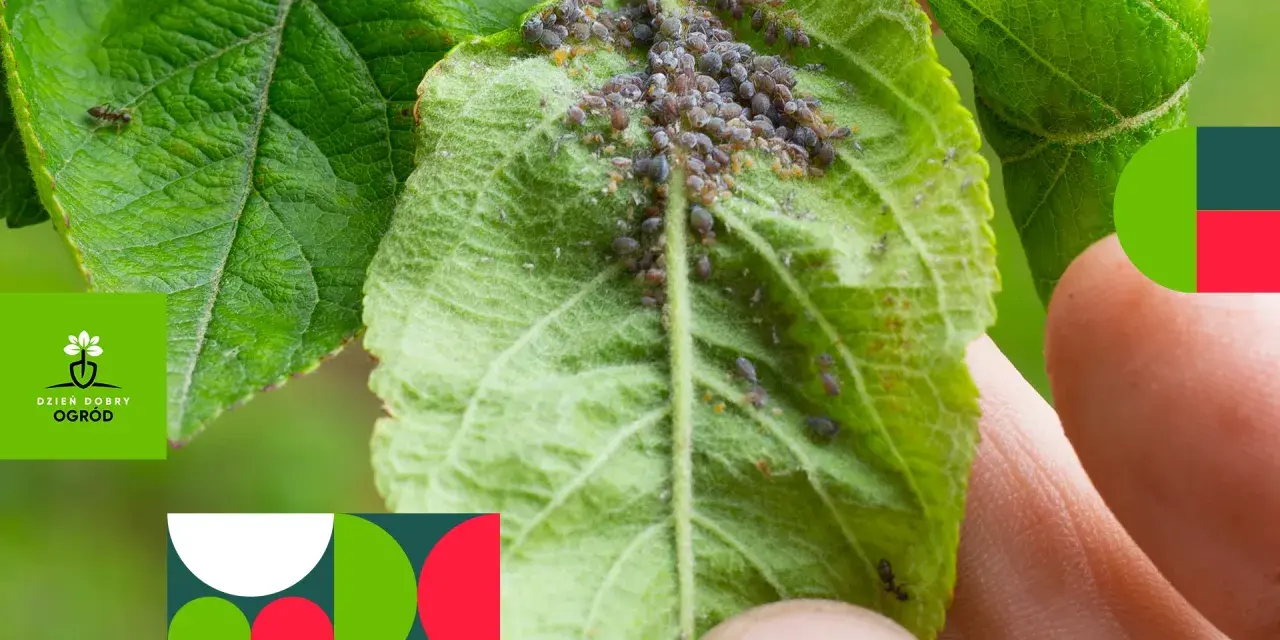 Na liściu w doniczce widać skupisko długich robaków, czyli mszyc, które żerują na roślinie.