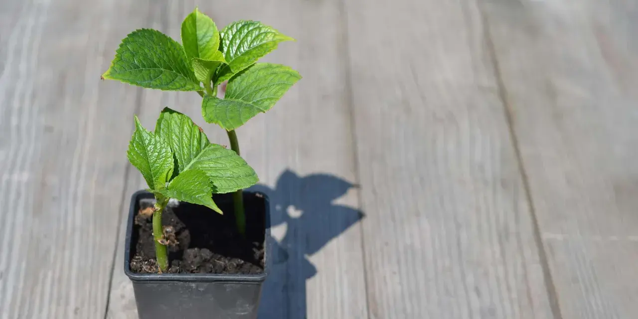 Zwei junge Hortensien-Pflanzen im Topf, bereit für die Vermehrung.