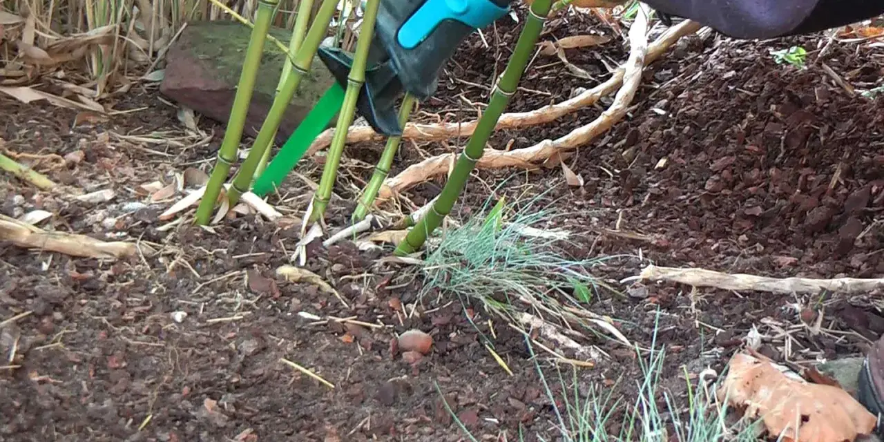 Mit einer grünen Gartenschere wird Bambus entfernt. Die dicken Stängel werden bodennah abgeschnitten, um das Ausbreiten zu stoppen.