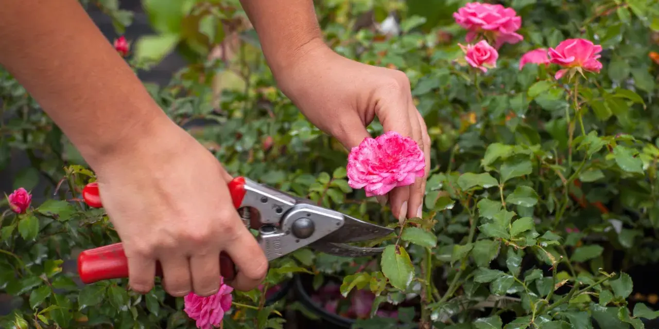 Manos podando un rosal con tijeras. Aprende cómo podar un rosal para que florezca mejor.