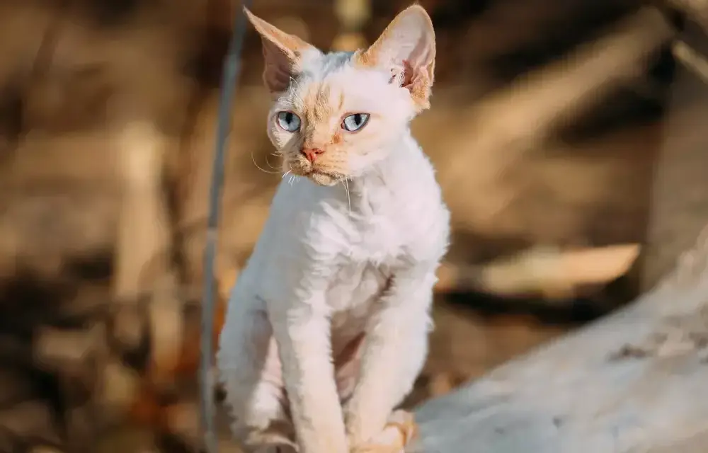 Białe koty Devon Rex: cechy, wzory i jak o nie dbać