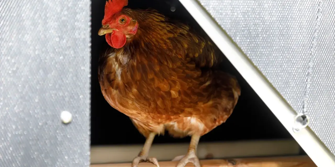 Gallina bruna con cresta rossa, seduta su un posatoio. Sembra che ci sia spazio per molte galline per metro quadro in questo pollaio.
