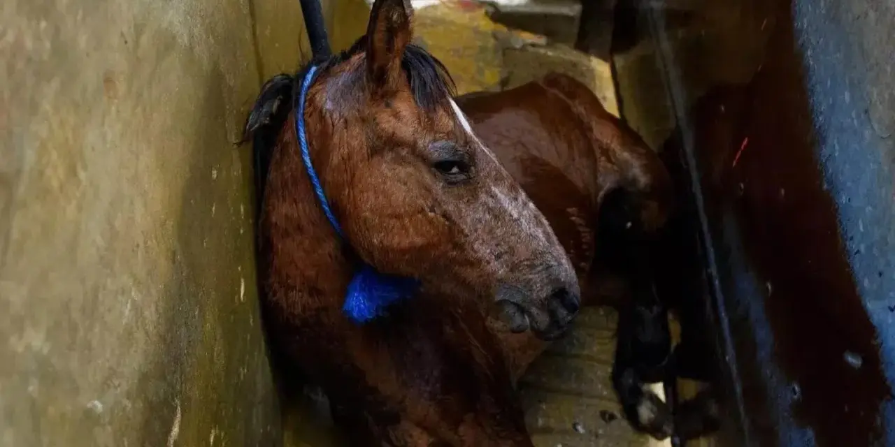 Cavallo bruno, forse di razze da macello, legato con corda blu, giace in un ambiente umido e sporco.