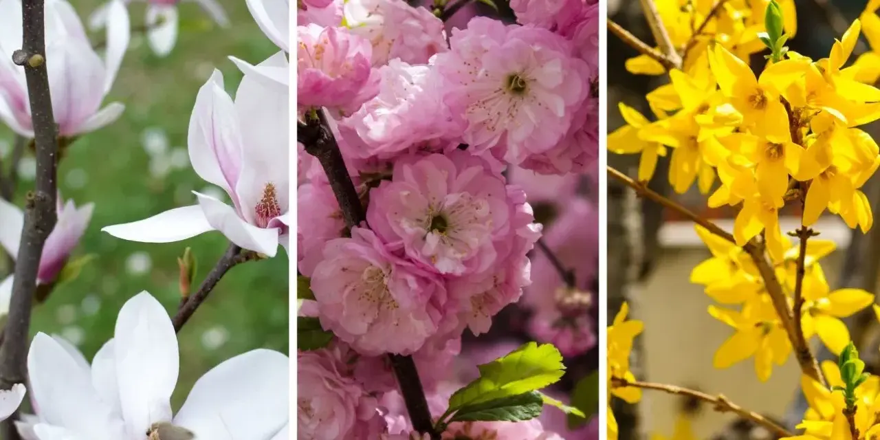 Białe magnolie, różowe wiśnie i żółte forsycje – piękne krzewy kwitnące wiosną.