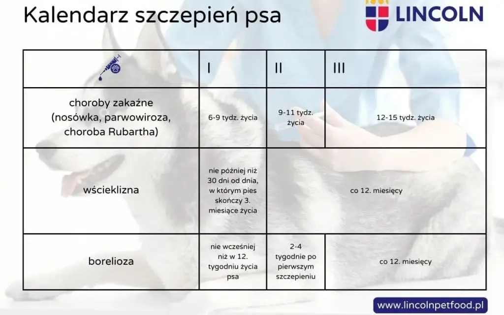 Dzień szczeniaka: Harmonogram i porady Klucz do szczęśliwego psa!